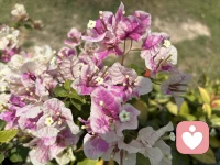 不敢出门了
怕被美晕
迷倒在春天里
我可没有去找春天
是春天来找我的。
哈哈😄配图