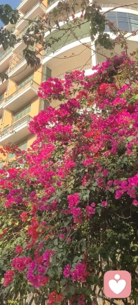 不敢出门了
怕被美晕
迷倒在春天里
我可没有去找春天
是春天来找我的。
哈哈😄配图