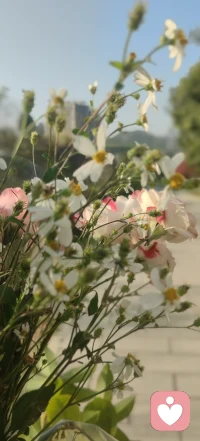 不敢出门了
怕被美晕
迷倒在春天里
我可没有去找春天
是春天来找我的。
哈哈😄配图