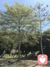 不敢出门了
怕被美晕
迷倒在春天里
我可没有去找春天
是春天来找我的。
哈哈😄配图