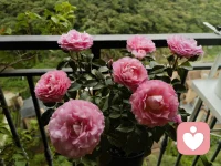 人生最好的一天永远是今天。无论你现在处于什么状态，都要明白，生活的目标是健康和快乐。古人讲，往者不见，来者可追。开心过好每一天才是最重要的，照顾好自己，世界才会属于你
#晨练#健康最重要#人生感悟#爱好自己配图