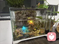 一方小缸，藏着山野与烟火。
游鱼在石间穿梭，绿植向光生长，
木作的葫芦与根雕静静伫立，
连带着满刻“财”字的石印，
都成了生活里温柔又热闹的注脚。
日子慢下来，
便在这方寸之间，
装下了一整个治愈的小世界。配图