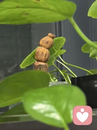 一方小缸，藏着山野与烟火。
游鱼在石间穿梭，绿植向光生长，
木作的葫芦与根雕静静伫立，
连带着满刻“财”字的石印，
都成了生活里温柔又热闹的注脚。
日子慢下来，
便在这方寸之间，
装下了一整个治愈的小世界。配图