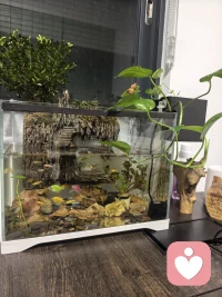 一方小缸，藏着山野与烟火。
游鱼在石间穿梭，绿植向光生长，
木作的葫芦与根雕静静伫立，
连带着满刻“财”字的石印，
都成了生活里温柔又热闹的注脚。
日子慢下来，
便在这方寸之间，
装下了一整个治愈的小世界。配图