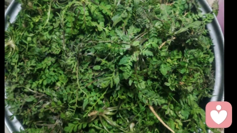 通过荠菜看内心