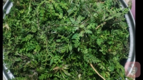 通过荠菜看内心