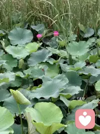 先别着急否定自己，更不要给自己贴标签，先慢慢试着做，先完成再修正，成与不成，需去做，方知晓配图