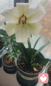 再鲜艳的花朵也逃不了烈日的爆晒！再平静的心绪也避免不了有千窗百孔的针扎！做最真实的自己也是世上最难的事！因为在别人眼中有无数个特意刻画的版本！配图