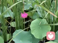 人生这条路上，你只管盛开，蝴蝶自来，你好了，你的世界就好了配图