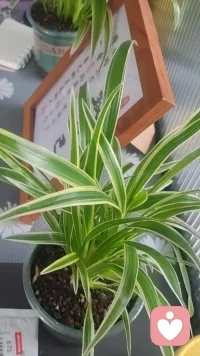 “林子大了，什么鸟都有”这句调侃背后，藏着最深的包容：世界本就多元，有人爱安稳，有人爱冒险；有人在树下乘凉，有人在枝头看风。正如你笑乌鸦“上那么高”，却也暗自羡慕它们的自由，原来真正的成熟，不是活成别人眼中的“应该”，而是在自己的节奏里，允许一切发生：允许自己腿疼，允许鸟儿喧哗，允许生活偶尔“离谱”，却始终热气腾腾。与你共勉配图