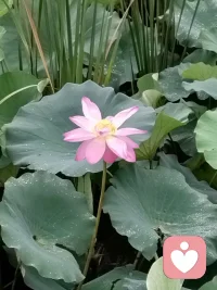 我们明白很多大道理，为什么依然过不好这一生？

因为那些道理，都是别人摔出来的。

我们读的时候，觉得“我懂了”——可那是别人的“知行合一”，不是我们的。

真正的大道理，不是读懂的，是做懂的。

就像“往前走一步，雾就退一步”。我读了很多遍，觉得有道理。但真正让我明白它的，是有一天我摔断了陪了我两年的梳子，心里空了一下，然后还是拿起新梳子，继续梳顺头发的那一刻。

所以我们不是不懂道理。我们是没让自己去“行”。

你的人生，需要你自己去走。去犯错，去摔跤，去从黑雾里一点一点往外爬。然后在某个夜晚，你忽然对自己说：“原来是这样。”

那一刻，你才真正“知道”了。那个知道，不是别人给的，是你自己活出来的。

往前走一步，雾就退一步。配图