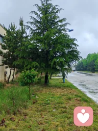人生本就世事无常。雨要来，你挡不住。那就学会接住它——接住它像冰雹一样砸下来的疼，也接住它安静下来后，给花草的那口水。

这个世界不是非黑即白的。好事里藏着坏事，坏事里也长着好事。就像地上的小草，被割草机碾过，疼是真的疼。但疼过之后，它又会冒出新芽。那不是死去，是重生。

所以，允许一切发生。让花成花，让树成树。让你自己，成为你自己。配图