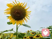 人这辈子，无非就是个过程。
荣华花间露，富贵草上霜，生不带来．死不带去。得意些什么？失意些什么？顺其自然．随遇而安．如行云般自在，像流水般洒脱，才是人生应有的态度．
任何事…任何人，都会成为过去，不要跟它过不去，无论多难，我们都要学会抽身而退．现在过的每一天，都是余生中最年轻的一天。请不要老的太快，却明白的太迟。
很多错误不必亲自试验．在别人的经历中吸取营养也是一神智慧．
愿余生我们都向阳而生，不负此生！！！配图