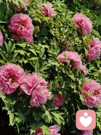 咨询是一个人影响一个人的过程，人格才是咨询的深度