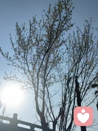 人的成长需要经过一年一年积累，

一口一口吃进营养；

修行也需要一点一点积累，

一步一步去实践。

运动员为了保持在最佳状态，

需要每天练习。

心灵修行也一样，

要不停地的练习和经验。


             ——央金拉姆