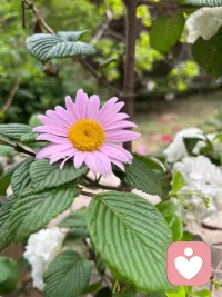 治愈好的心情像这个花朵一样美丽漂亮爱你！配图