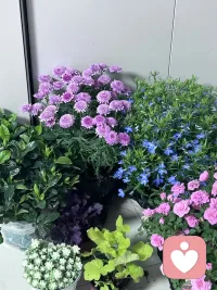 治愈好的心情像这个花朵一样美丽漂亮爱你！配图