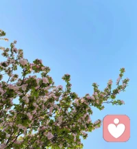 治愈好的心情像这个花朵一样美丽漂亮爱你！配图