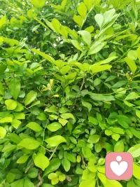 满目斑斓，心生欢喜。
今日份的心理充电，来自这一株自带灵气的植物。🍃

#给力心理   #情绪疗愈配图