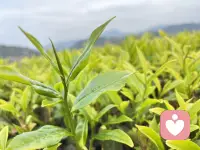 在这里你我都不相识
你有任何烦恼都可以说给我听
  只倾听不回复
 给自己找个树洞倒一倒垃圾配图