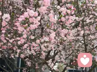 春暖花开，到处走走，放下多虑，轻松幸福配图