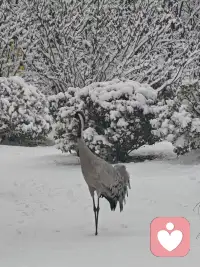 白头并非雪可替，遇见已是上上签，风吹云散故人离，陌路只当忆往年，我以过客之名，祝您岁岁平安！