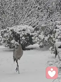 白头并非雪可替，遇见已是上上签，风吹云散故人离，陌路只当忆往年，我以过客之名，祝您岁岁平安！