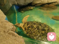 都过来拜一拜，龟神保佑一切平安，幸福健康长寿！