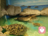 都过来拜一拜，龟神保佑一切平安，幸福健康长寿！