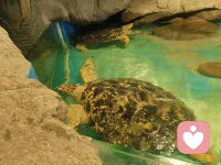 都过来拜一拜，龟神保佑一切平安，幸福健康长寿！