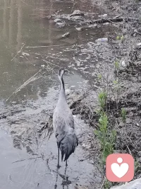 偶遇一对丹顶鹤，是万里挑一的顶级吉兆🦢
 
双鹤同栖，自古寓意：
鸾凤和鸣，良缘相守，双喜临门
丹顶成双，代表贵人相伴、夫妻和睦、家宅安康，也是长久顺遂、福气绵延的象征。
 
今日得见这对仙禽，预示着接下来：
喜事成双，诸事圆满，身心安泰，所求皆能得偿所愿。配图