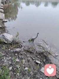 偶遇一对丹顶鹤，是万里挑一的顶级吉兆🦢
 
双鹤同栖，自古寓意：
鸾凤和鸣，良缘相守，双喜临门
丹顶成双，代表贵人相伴、夫妻和睦、家宅安康，也是长久顺遂、福气绵延的象征。
 
今日得见这对仙禽，预示着接下来：
喜事成双，诸事圆满，身心安泰，所求皆能得偿所愿。配图