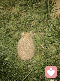 晚上夜走，看见这小东西，大家猜猜是啥配图