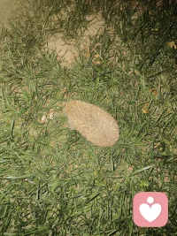 晚上夜走，看见这小东西，大家猜猜是啥配图