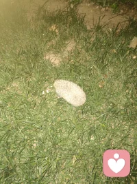 晚上夜走，看见这小东西，大家猜猜是啥配图