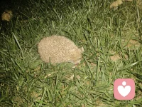 晚上夜走，看见这小东西，大家猜猜是啥配图