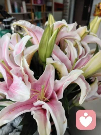 内心多柔软，能量就有多大
慈悲有多少，福报就有多少
苦海茫茫，唯有修一颗柔软之心，方能自渡配图