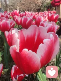 女人无人依靠才懂：累不是感受，是常态。没有依靠，连软弱的资格都没有。她不是选择坚强，是被迫穿上铠甲。独立坚强是用无数个咬紧牙关的夜晚换来的。承认累不丢人，真正的强大是允许自己偶尔停一停——你早已是自己的英雄。愿我们《所爱努力皆可得，所遇皆良人》平安喜乐！