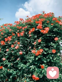 一定要学会发疯啊，不然我就会发病，发疯不用挑日子，我就一触即发。发完疯我就发现，我整个人都轻松了，我越想保持精神正常，我就发现我精神不正常，这个世界上最快乐的地方，除了游乐园就是我这精神病院。
语澄倾听