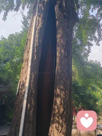原生家庭形成了人格底色？不，是你这样的人格底色投入到了这样的家庭！我们的一辈子都在为自己的人格底色买单[合十]我所承担的代价没一个是无辜的全都是自己的人格底色结成的果，为自己的心念买单别后悔，怨不得原生家庭，怨不得别人，怨不得世间不公，我们这一辈子都在做各种各样的选择，选择一个最利于自己的方式去承担后果！像这颗一千四百多年的银杏，想脱离不了后依然好好生活！静静的坐着，看着，想想它经历了什么？