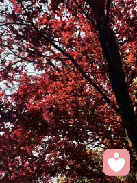 伍尔夫说过：一个人能使自己成为自己，比什么都重要。奉献于人当然可敬，成为自己更加可贵。因为只有先成为自己，那个奉献出去的，才是一个心甘情愿的、完整、自由、有分量的自己，而不是被掏空后的余烬。配图