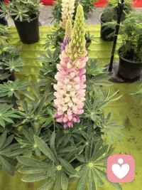 母女连心，你看不惯母亲的地方，极有可能映射着你不愿意接纳又无法跳脱的自己。看见，即解脱。