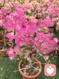 你对孩子呈现的样子，藏着孩子的未来
你希望ta未来焦虑，你就尽情地忽视ta的付出
你希望ta未来不如你，你就尽情地批评ta的过失
你希望ta未来爱慕虚荣，你就尽情地过度挥霍
你希望ta未来心软受气，你就尽情地诉苦抱怨

对孩子负责，不只是养ta衣食无忧
而是尽己所能铺就支持ta未来能走向光明的路配图