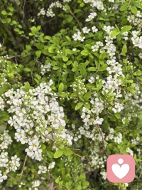 孩子都要经历一个阶段：ta知道自己会长大要脱离你，ta心里在阻止自己脱离你。这时候ta一边尝试着反抗你，一边需要你给ta安全感，让ta明白你会接住ta自己长大的尝试，依然爱ta理解ta支持ta不抛弃不放弃ta。面对这个场景，家长通常心里会抱怨：“养了个白眼狼……白养你了……不听话的孩子真让我讨厌”，甚至自我怀疑“做家长做得很失败……活得没意思”，你这样会给孩子窒息感，不信任感，和ta即将失去你的威胁感。配图