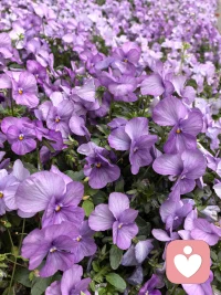 你从出生就开始有情绪，日积月累未能表达和化解的情绪能量在日常生活中左右你的判断，有些能量让你越来越好，有些让你迷茫不知所措。行为是情绪的表达，情绪是隐性信念被压迫被挑战。静下来，去感受自己内心最深处的信念，安抚它，更好地爱自己。配图