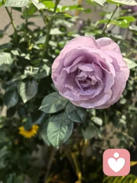 最近在思考一个主题：人们如何面对未知去做决策。观察了一些人，那些到后来无怨无悔的人，无一不是松弛的。决策时尊重自己的内心，决策后坦然面对。这个坦然会持续到最后，不论中间过程发生什么样的事。
诚然，很多人在尊重自己内心和迎合大众之间产生了矛盾冲突，没法松弛。怎么破解呢？接纳自己的孤独，这是那些自洽的人从不逃避的真相。每个人都是与众不同的，都有与众不同的经历、思想和抉择。接受它，不再用想当然的大众标准去强求自己。
