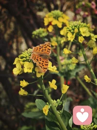 某天开始时的微小差异可以出人意料的影响到接下来的几周甚至整个人的一生，而一些看起来很重大的事情结果竟可能无关紧要。一场重病可能会阻滞发育，而在其他环境下，也可能朝着好的方向发生改变。这便是蝴蝶效应。配图