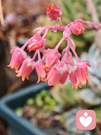 每一个孩子都是带着其独特的宇宙使命降临人间的。我们的任务不是将他们塑造成我们想要的样子，而是以无比的敬畏和细心的观察，去辨认出他们灵魂的独特旋律，然后为他们奏响最适宜的伴奏，让他们能够按照自身的内在节律，成为他们注定要成为的、那个独一无二的存在。配图