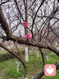 心理问答：你知道猫的爪子上有几个脚趾吗？配图