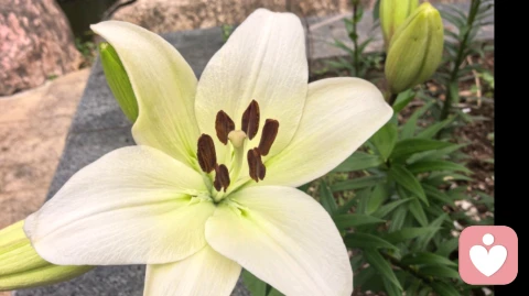 童年的养育经历个人经历对我们身心都会造成影响